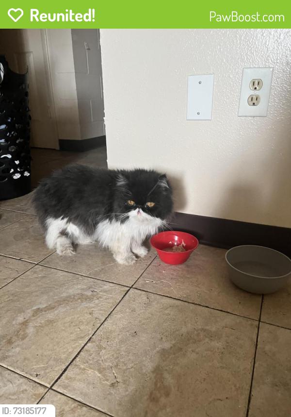 Reunited Unknown Cat last seen Near 6th St S, St. Petersburg, FL 33713
