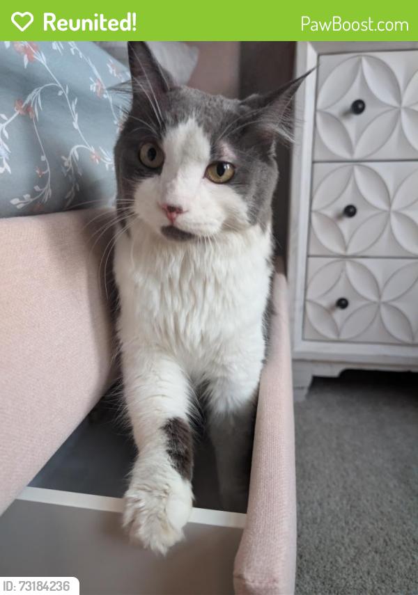 Reunited Unknown Cat last seen Ashton cndmniums, Arlington Heights, IL 60005