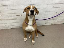 Shelter Stray Female Dog last seen N G ST, 333 Chandler Pl, San Bernardino, CA 92408, USA