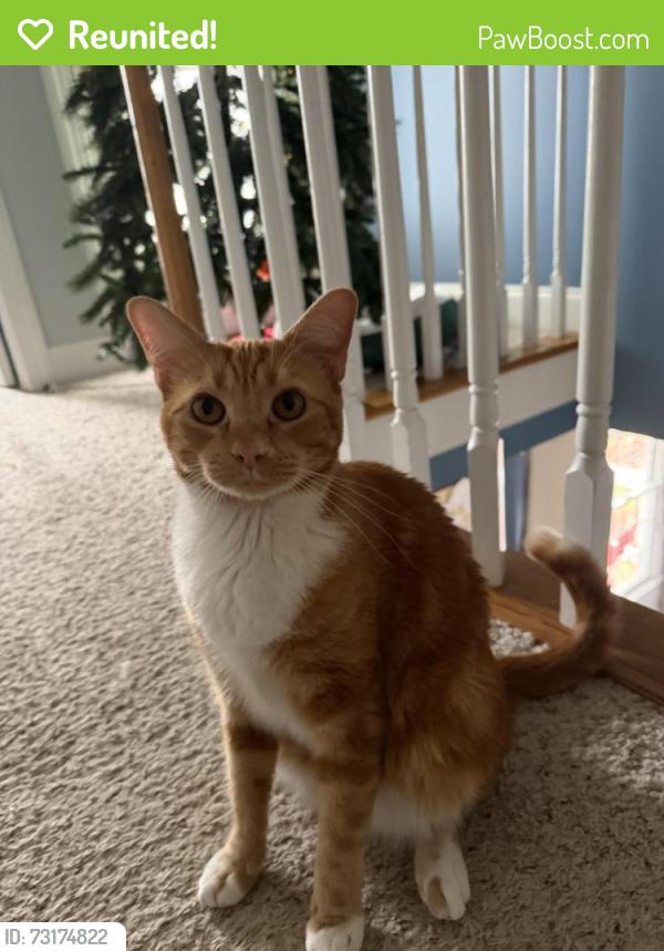 Reunited Male Cat last seen Elmcrest Drive and Kenmont Drive. (Or playground next to 220 Kenmont Drive), Holly Springs, NC 27540