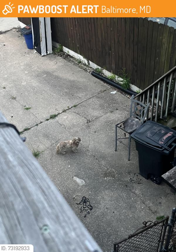 Found/Stray Unknown Dog last seen Alley, Baltimore, MD 21202