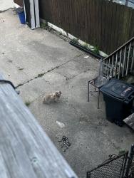 Found/Stray Unknown Dog last seen Alley, Baltimore, MD 21202