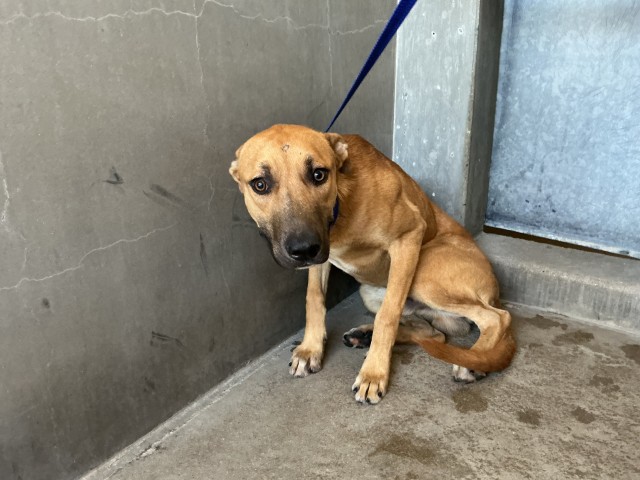 Shelter Stray Male Dog last seen Near W 27TH ST X GARDENA, 333 Chandler Pl, San Bernardino, CA 92408, USA