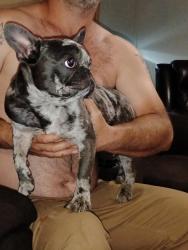 Reunited Male Dog last seen Kingfisher, Rome, GA 30165