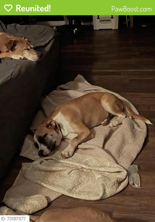 Reunited Female Dog last seen Near Clement rd Brevard NC, Brevard, NC 28712