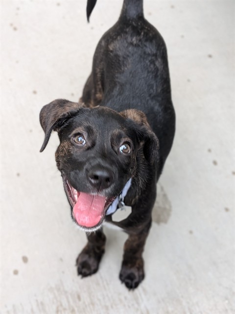 Shelter Stray Female Dog last seen Near BLOCK RIVERDALE RD, 12155 Park Blvd, Brighton, CO 80601, USA