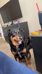 Lost Female Dog last seen 3rd ave, Birmingham, AL 35203