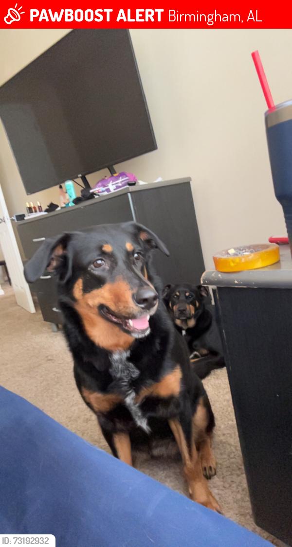 Lost Female Dog last seen 3rd ave, Birmingham, AL 35203