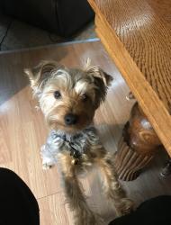 Reunited Male Dog last seen between Glenmoor and Laramie off 11 mile in the wooded area., Novi, MI 48374