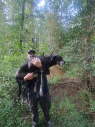 Reunited Female Dog last seen In the woods behind the Spring Crossing subdivision, Greer, SC 29650