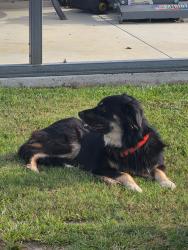 Found/Stray Male Dog last seen Salem Baptist Church, Horry County, SC 29511