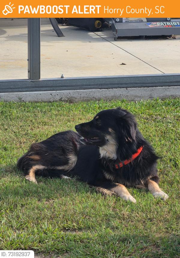 Found/Stray Male Dog last seen Salem Baptist Church, Horry County, SC 29511