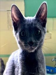 Shelter Stray Female Cat last seen , 957 N Gaffey St, San Pedro, CA 90731, USA