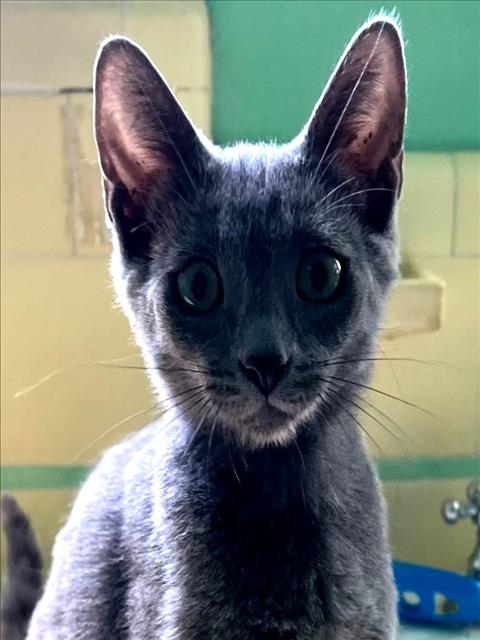 Shelter Stray Female Cat last seen , 957 N Gaffey St, San Pedro, CA 90731, USA