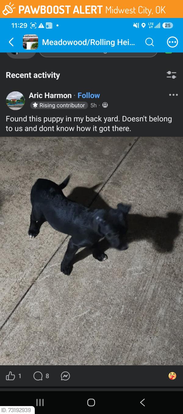 Found/Stray Female Dog last seen Glenvalley drive closest school is Cleveland Bailey Elementary School, Midwest City, OK 73110