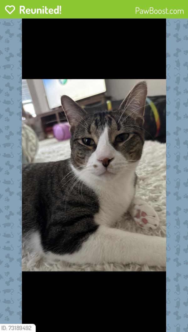 Reunited Male Cat last seen Near juniper berry dr Richmond tx 77407, Richmond, TX 77407