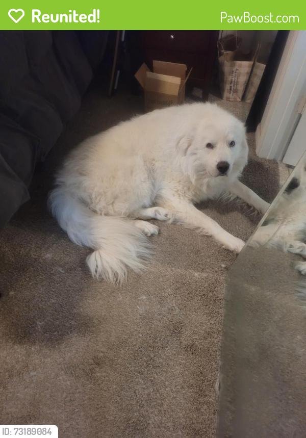 Reunited Male Dog last seen TC Jester, Houston, TX 77014