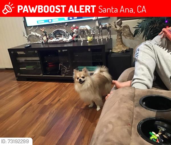 Lost Male Dog last seen Near W Henderson Pl Santa Ana, CA  92704 United States, Santa Ana, CA 92704