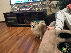 Lost Male Dog last seen Near W Henderson Pl Santa Ana, CA  92704 United States, Santa Ana, CA 92704