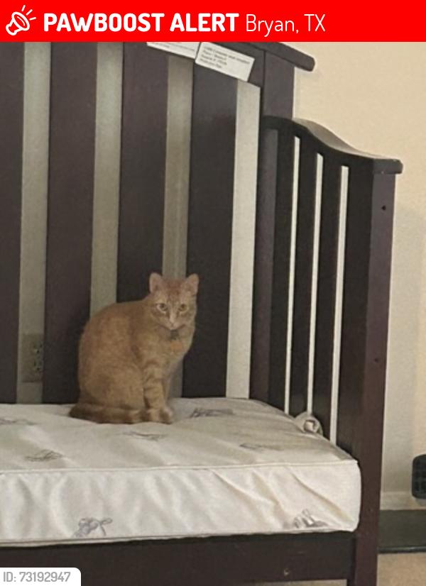 Lost Female Cat last seen Barak Ln, Bryan, TX 77802