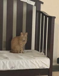 Lost Female Cat last seen Barak Ln, Bryan, TX 77802