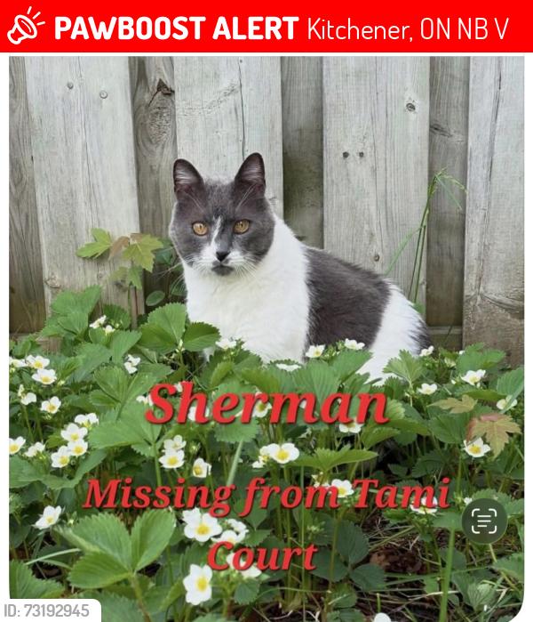 Lost Male Cat last seen Keewatin Ave and Denlow St., Kitchener, ON N2B 3V2