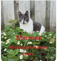 Lost Male Cat last seen Keewatin Ave and Denlow St., Kitchener, ON N2B 3V2