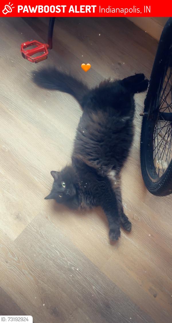 Lost Male Cat last seen Madison & Thompson, Indianapolis, IN 46227