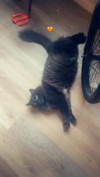 Lost Male Cat last seen Madison & Thompson, Indianapolis, IN 46227