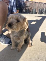 Reunited Male Dog last seen Madden Ct, San Diego, CA 92154, USA, San Diego, CA 92154