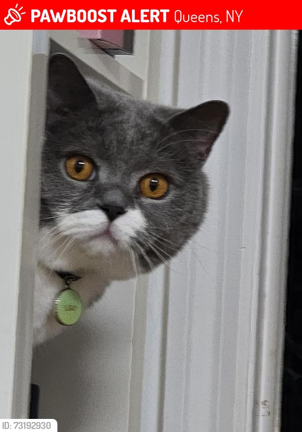 Lost Male Cat last seen Near ave. And cloverdale blvd, Queens, NY 11364