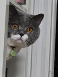 Lost Male Cat last seen Near ave. And cloverdale blvd, Queens, NY 11364