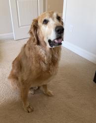 Lost Male Dog last seen Backyatd, Ormond Beach, FL 32174
