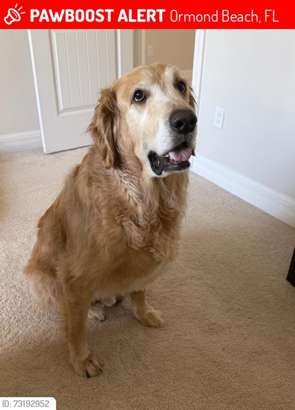 Lost Male Dog last seen Backyatd, Ormond Beach, FL 32174