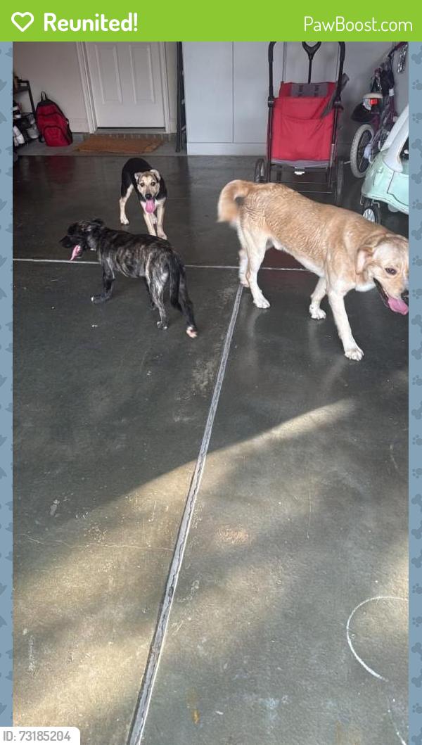 Reunited Unknown Dog last seen Barberville Road, Fort Mill, SC 29707