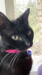 Lost Female Cat last seen Near Camelback Ct and Thunderbird Dr, Conroe, TX 77304