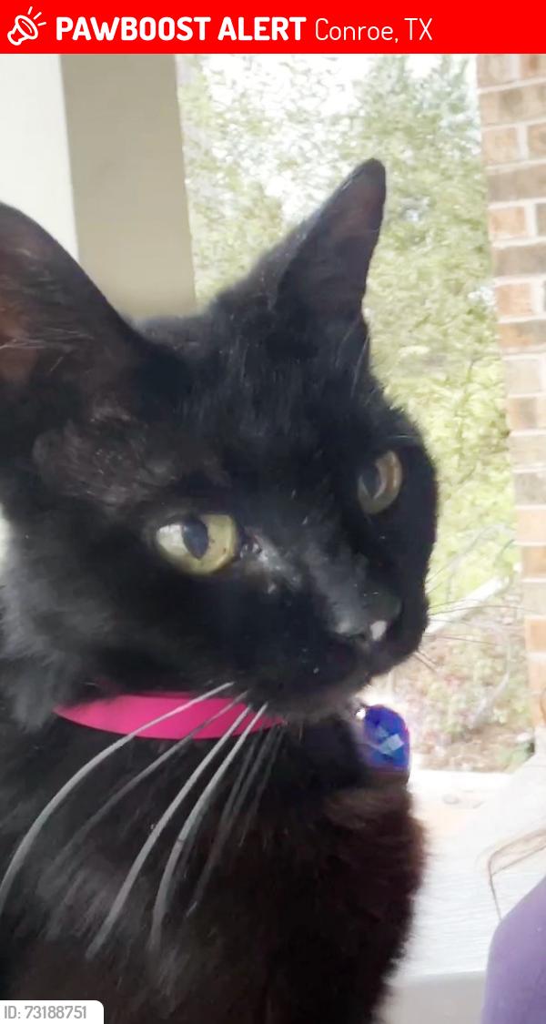 Lost Female Cat last seen Near Camelback Ct and Thunderbird Dr, Conroe, TX 77304