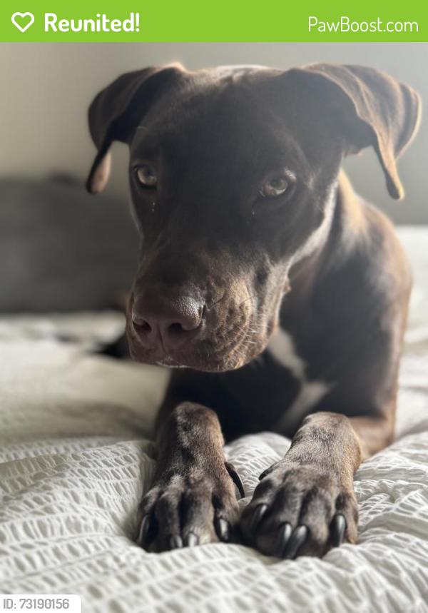 Reunited Male Dog last seen Near Saywell Ave, East Cleveland, Cleveland, OH 44108