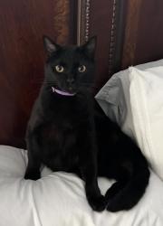 Lost Male Cat last seen Heather street and Achilles, Hope Mills, NC 28348
