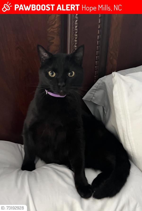 Lost Male Cat last seen Heather street and Achilles, Hope Mills, NC 28348