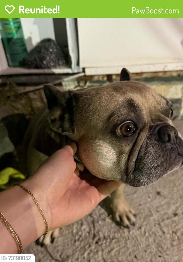 Reunited Female Dog last seen Byrneley Ln, Annandale, VA 22003