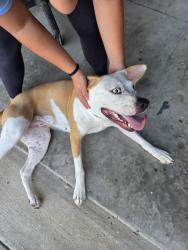Found/Stray Female Dog last seen Stewart Road and Business 83, Mission, TX 78572