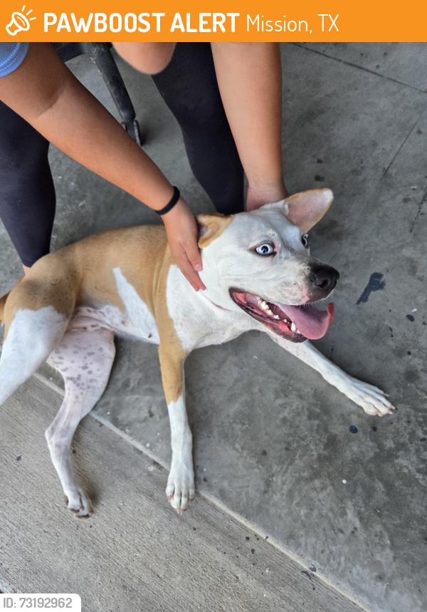 Found/Stray Female Dog last seen Stewart Road and Business 83, Mission, TX 78572