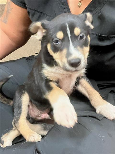 Shelter Stray Male Dog last seen Near BLOCK N ERIE AVE, WICHITA KS 67214, 3303 N Hillside St, Wichita, KS 67219, USA