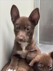Shelter Stray Female Dog last seen Near BLOCK N ERIE AVE, WICHITA KS 67214, 3303 N Hillside St, Wichita, KS 67219, USA