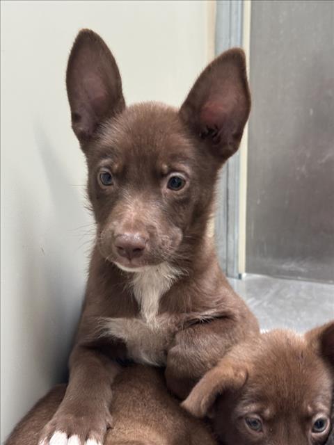 Shelter Stray Female Dog last seen Near BLOCK N ERIE AVE, WICHITA KS 67214, 3303 N Hillside St, Wichita, KS 67219, USA