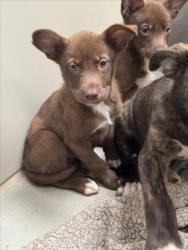 Shelter Stray Female Dog last seen Near BLOCK N ERIE AVE, WICHITA KS 67214, 3303 N Hillside St, Wichita, KS 67219, USA