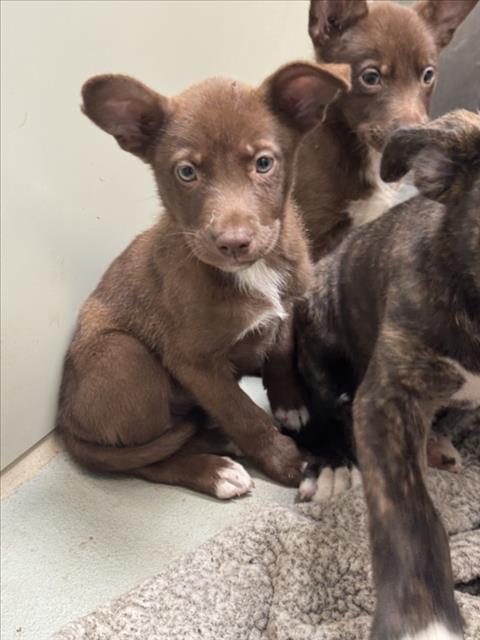 Shelter Stray Female Dog last seen Near BLOCK N ERIE AVE, WICHITA KS 67214, 3303 N Hillside St, Wichita, KS 67219, USA