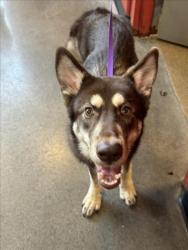 Shelter Stray Female Dog last seen Near BLOCK W 21ST ST N, WICHITA KS 67205, 3303 N Hillside St, Wichita, KS 67219, USA