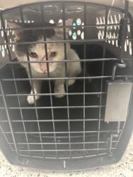Shelter Stray Male Cat last seen Near Bolfair Dr NW, Atlanta, GA, 1251 Fulton Industrial Blvd NW, Atlanta, GA 30336, USA